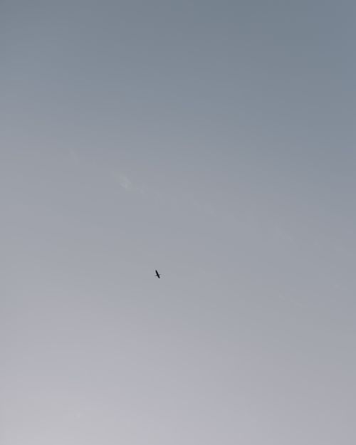 Black and White Photo of a Bird Flying on the Sky · Free Stock Photo