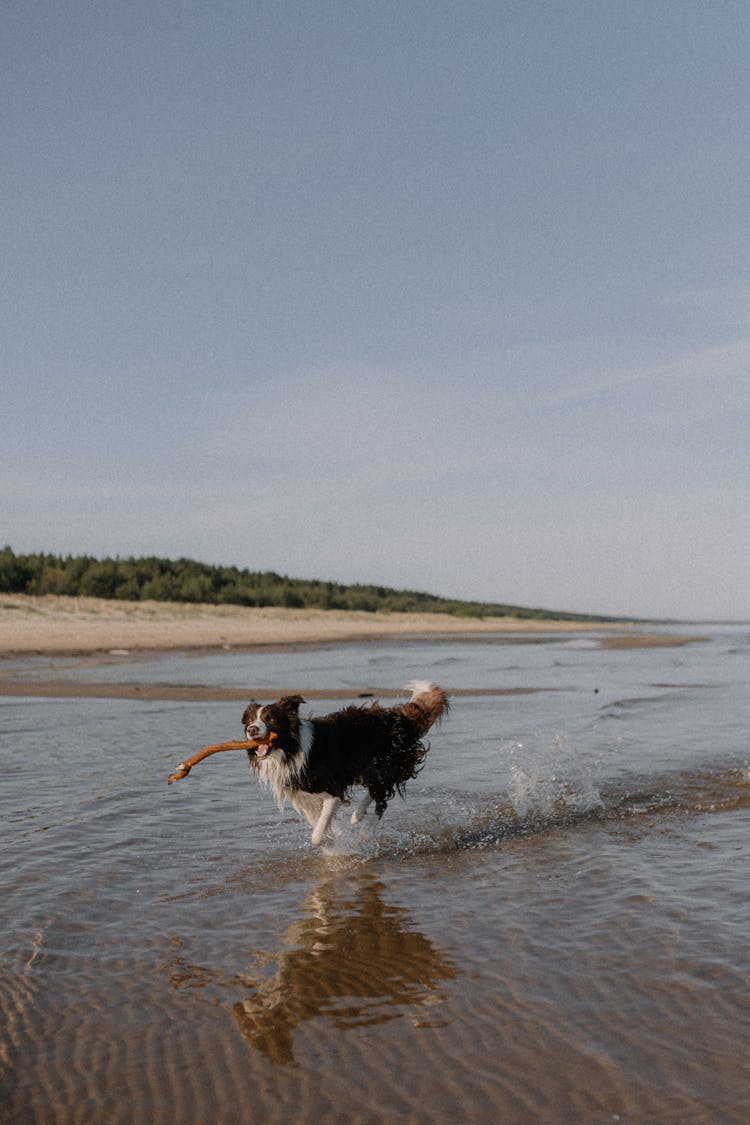 Dog Running On The Beach