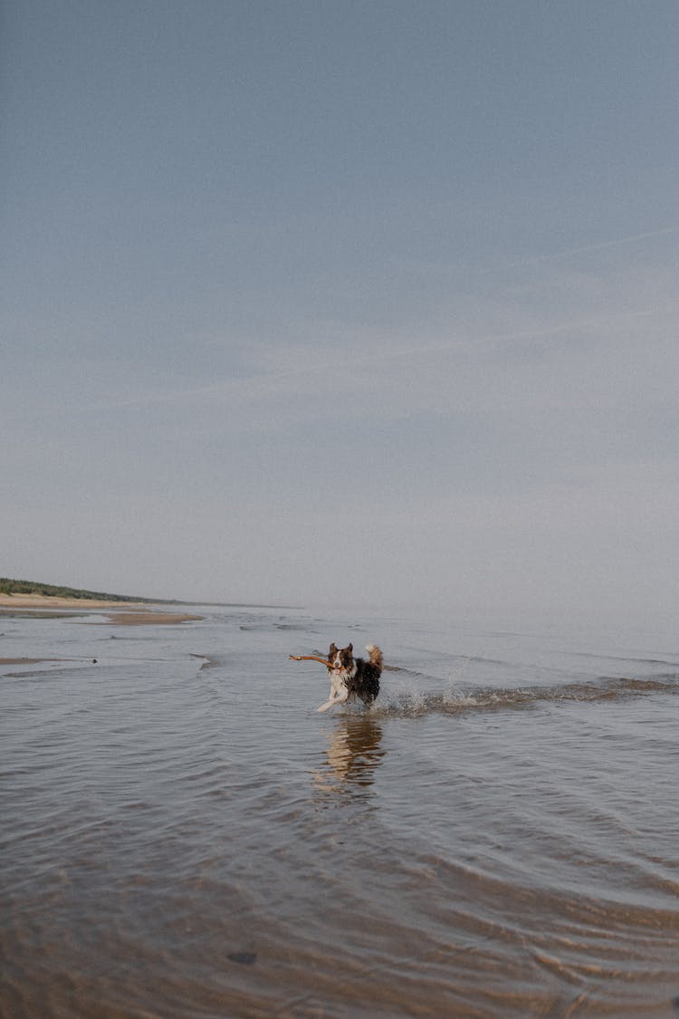 Dog Running On The Beach