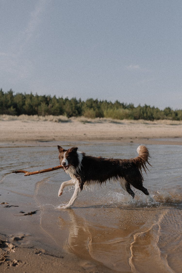 Dog Running On The Beach