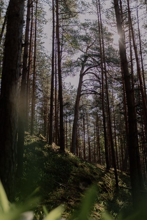 Free Vertical shot of a tranquil pine forest with sunlight filtering through the trees. Stock Photo