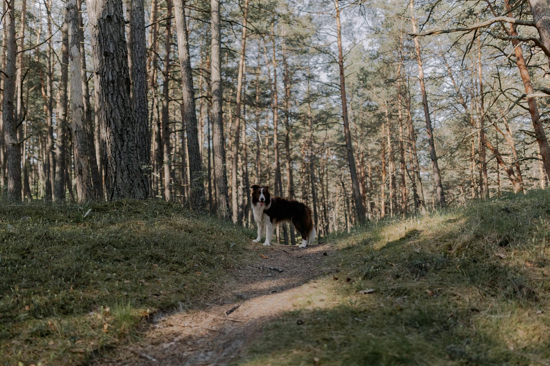 A Collie Dog in the Forest