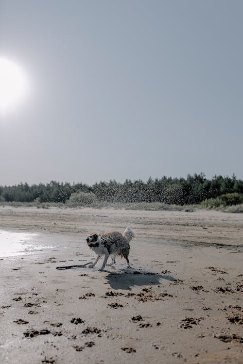 Dog Brushing Water Off from the Fur