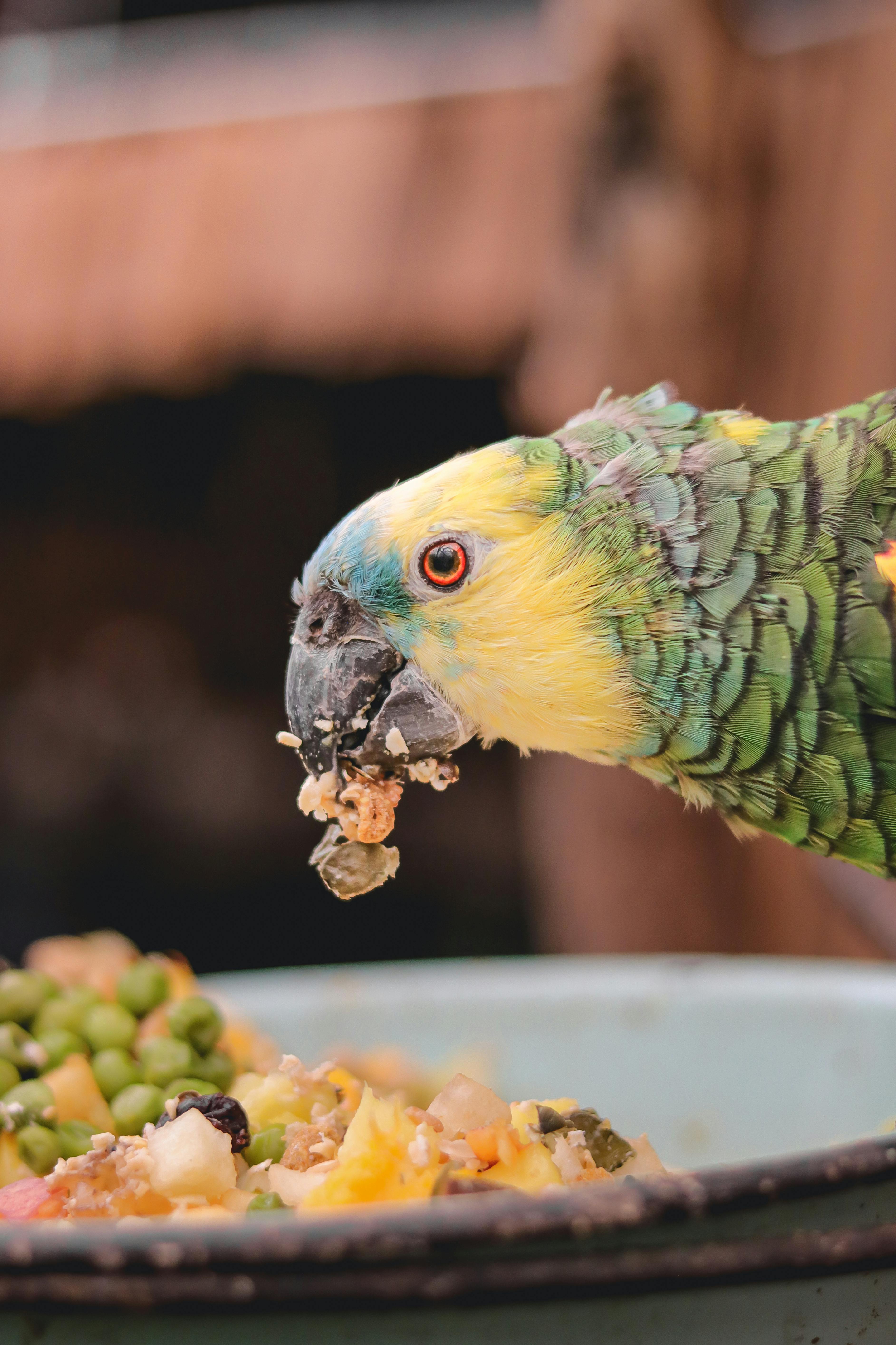 50 Easy To Make Bird Treats