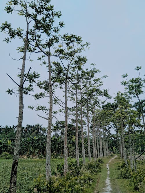 Trees around Footpath towards Forest