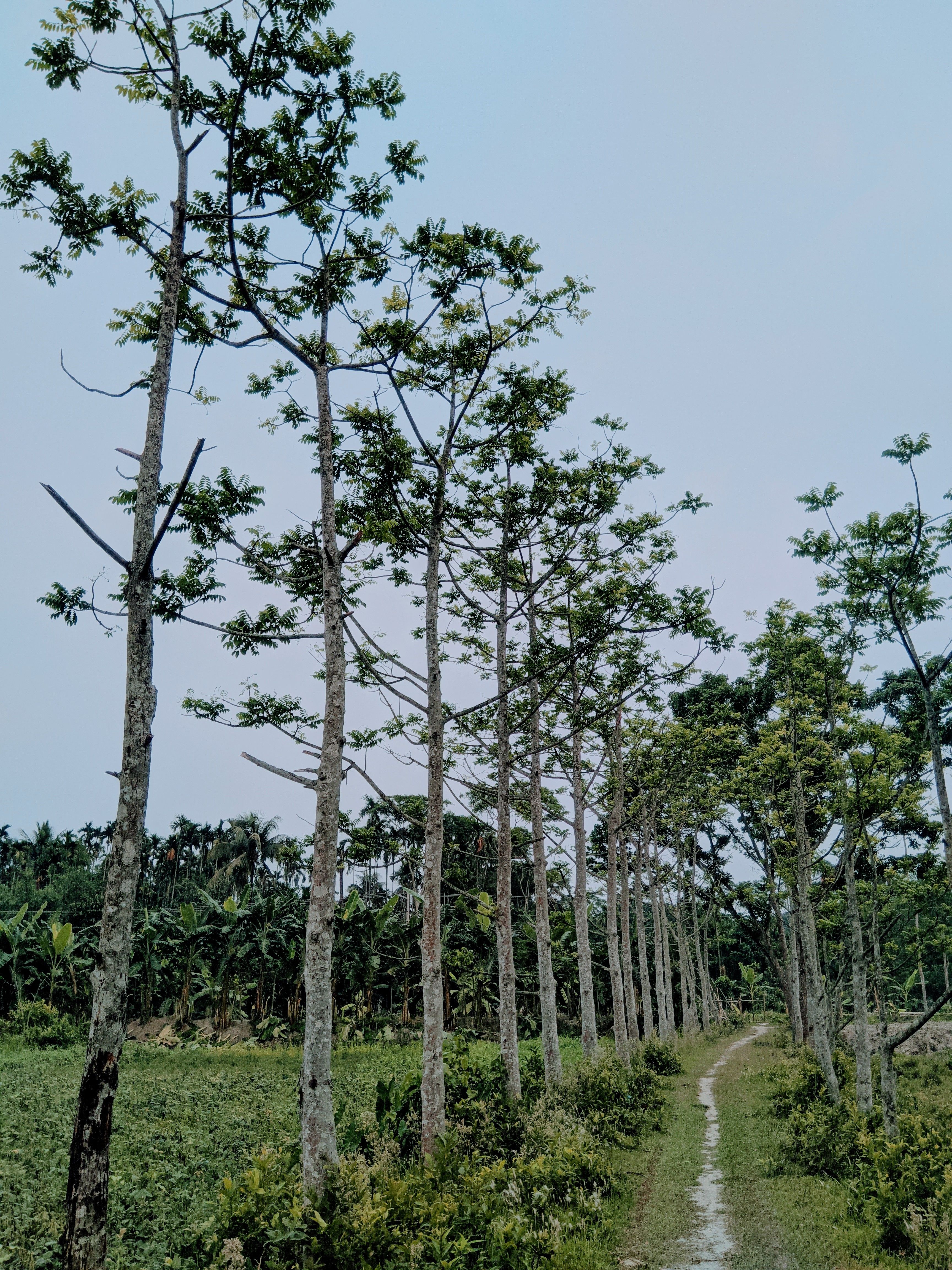 Trees around Footpath towards Forest · Free Stock Photo