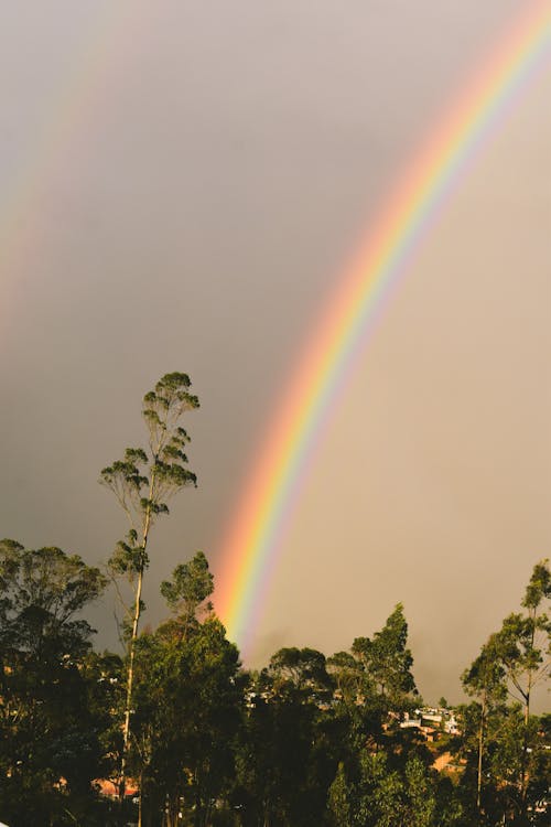 Rainbow on Sky over Trees