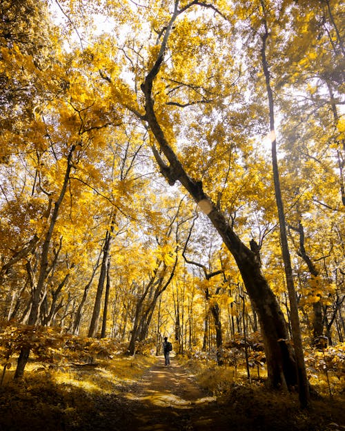 Free Photo of Forest During Fall Season Stock Photo