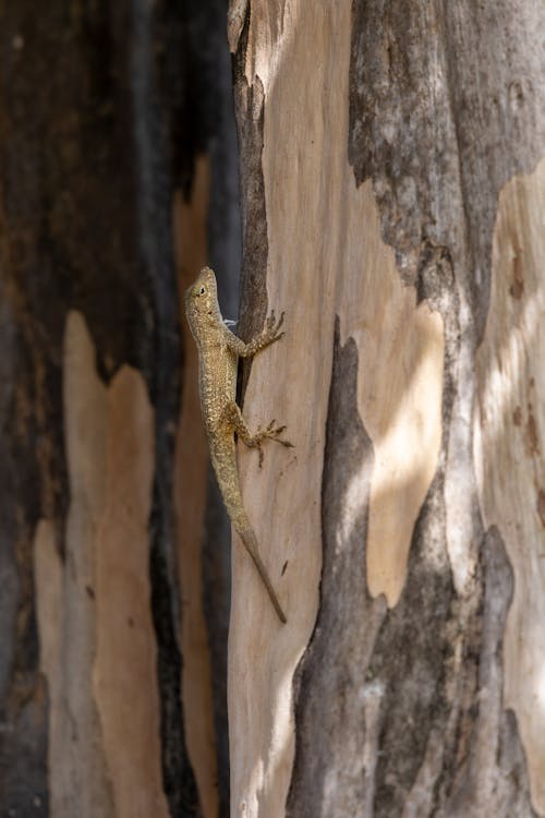 Lizard on Tree Bark