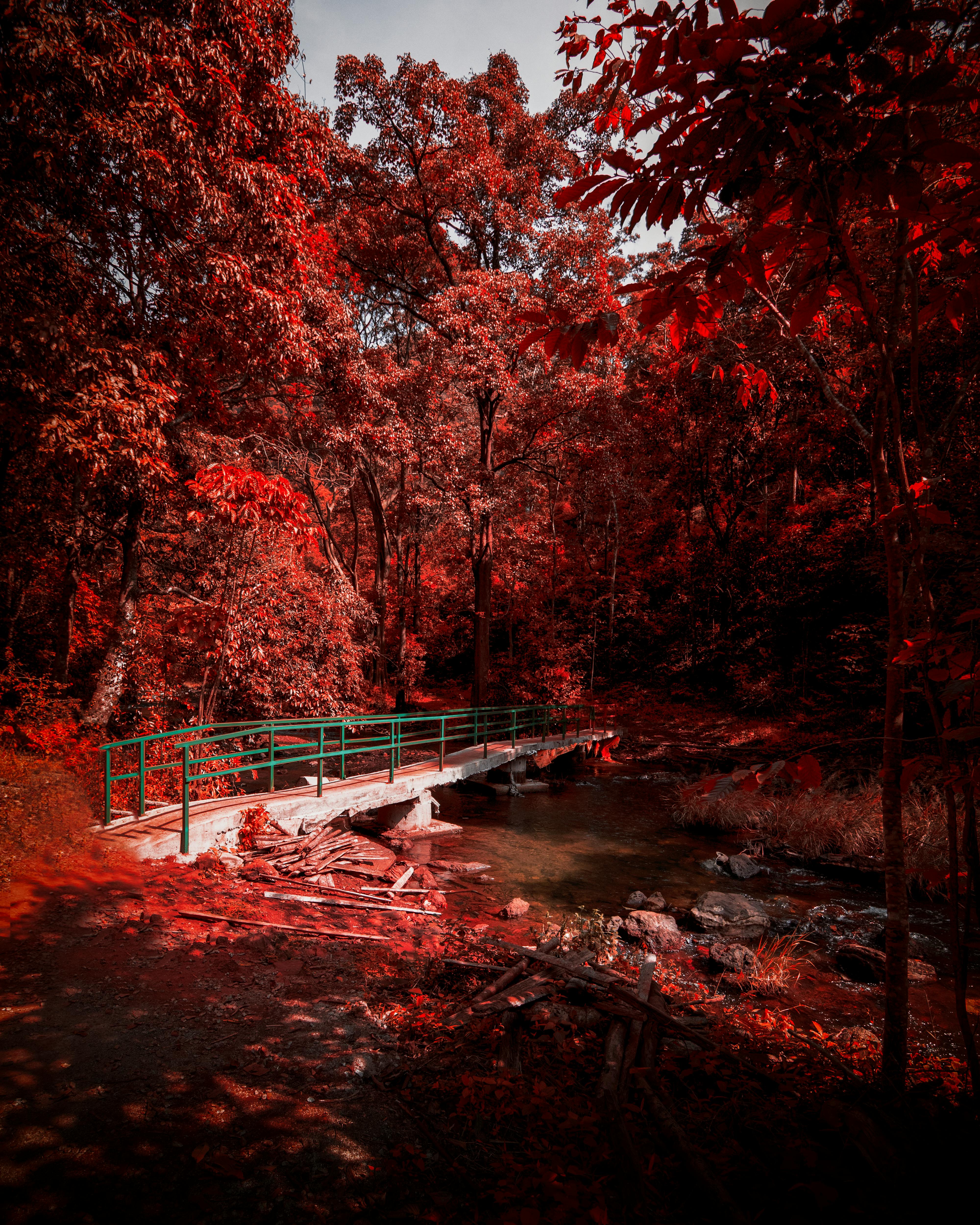 Bridge Between Red Leafed Trees