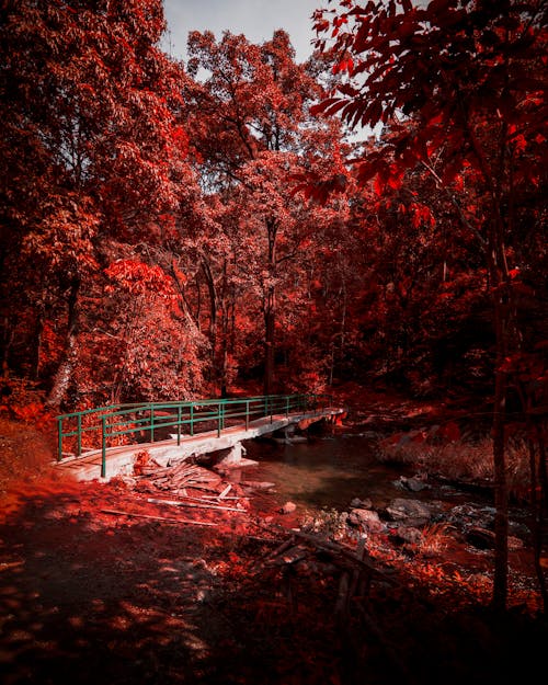 Pont Entre Les Arbres à Feuilles Rouges