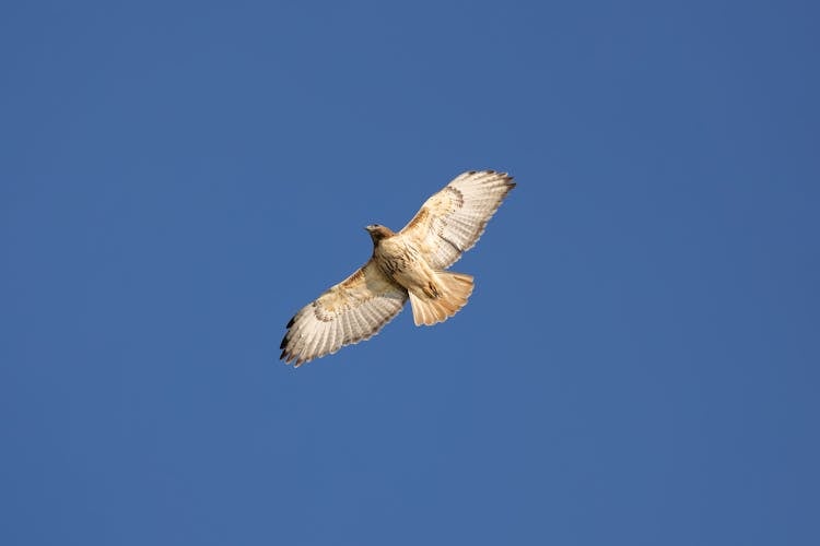 Bird And Sky