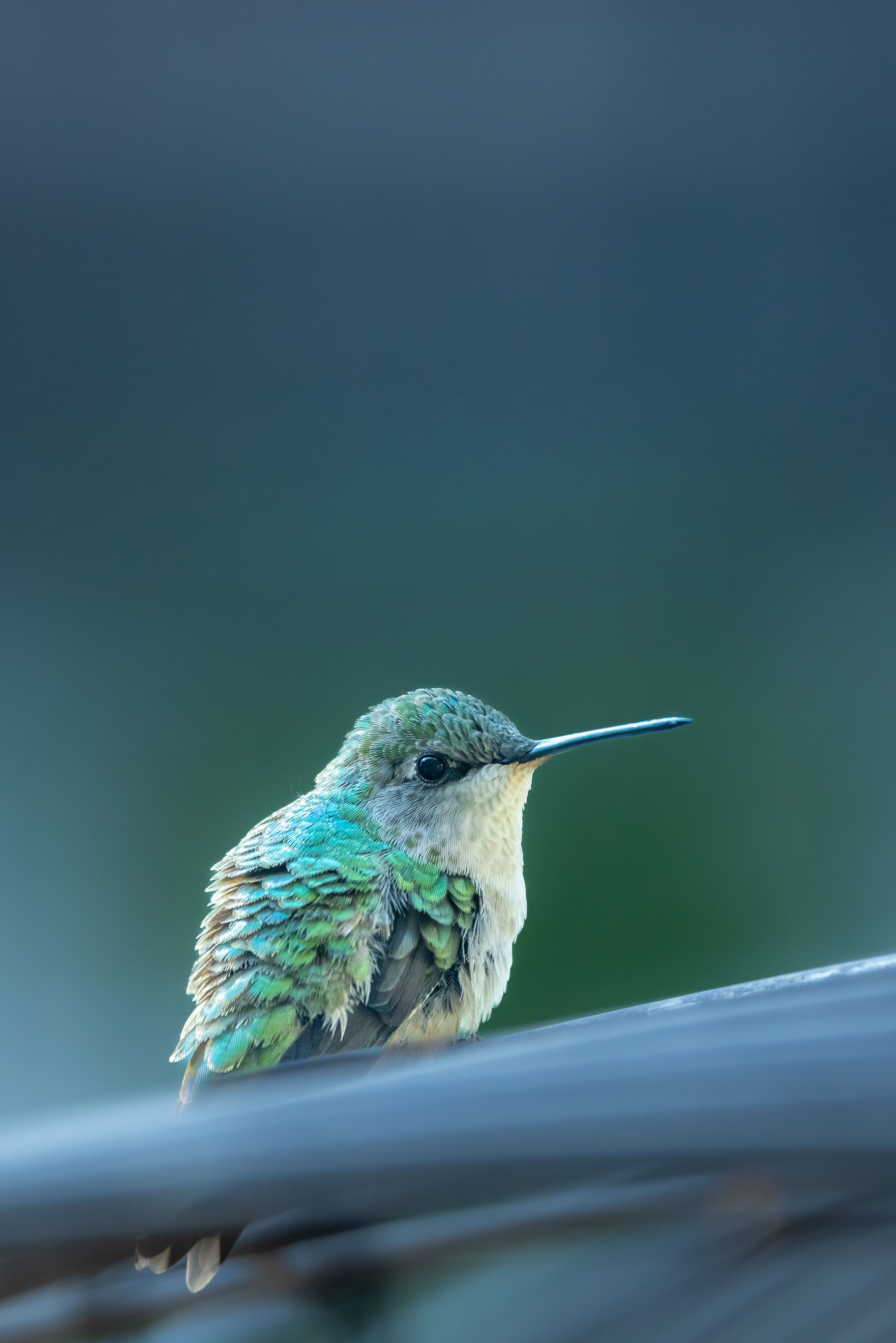 Close-up of a Bee Hummingbird · Free Stock Photo