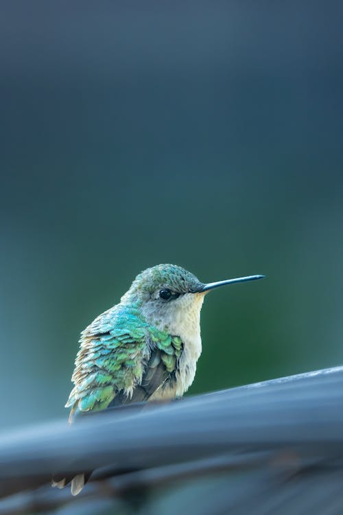 female bee hummingbird