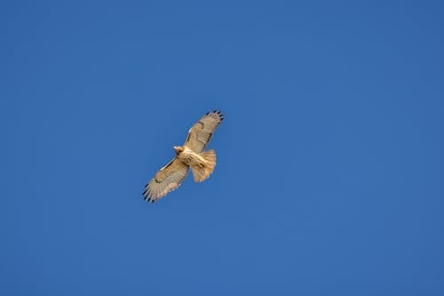 Bird on Sky