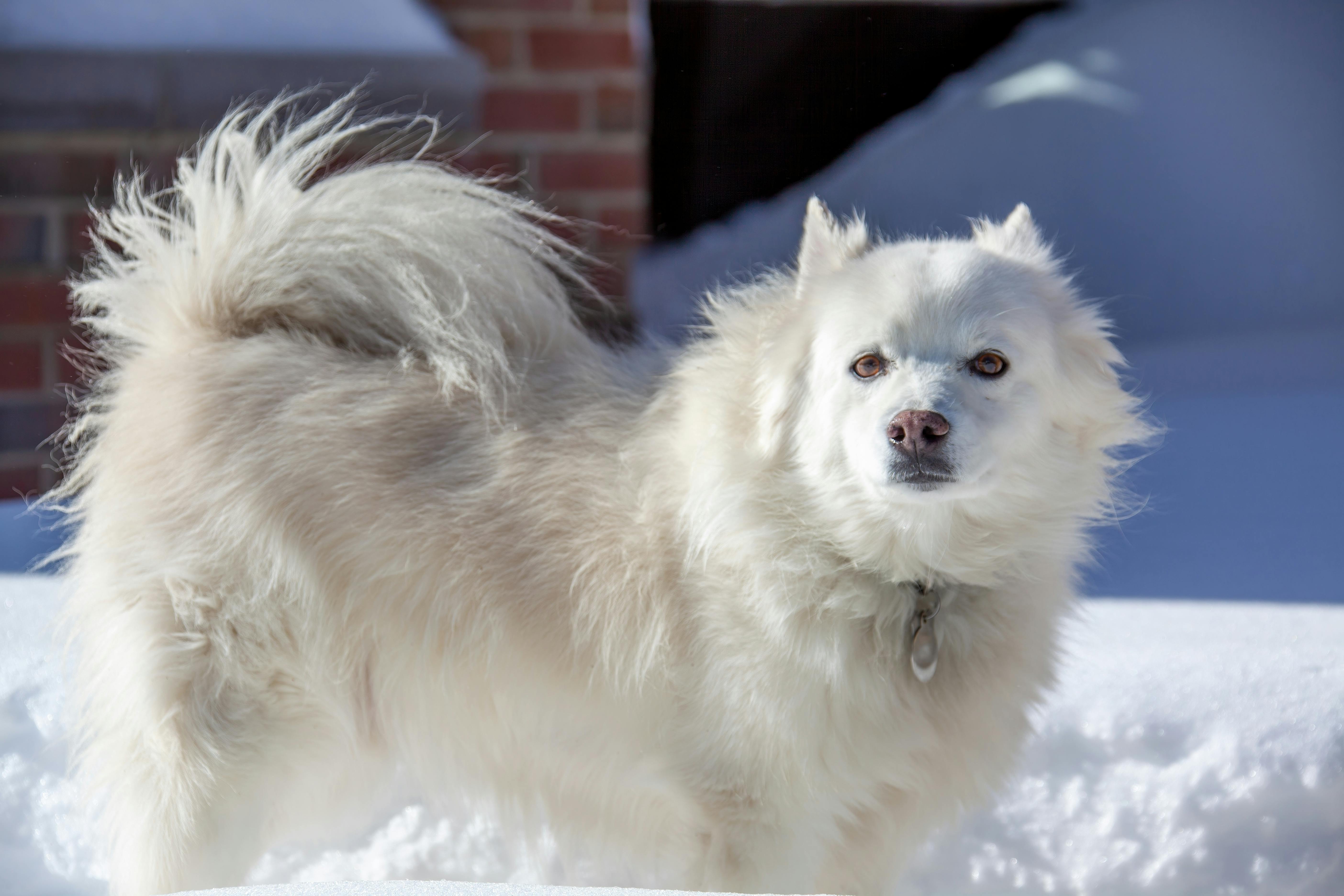 White Eskimo Dog