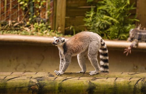 Kostenloses Stock Foto zu lemur, selektiven fokus, tier