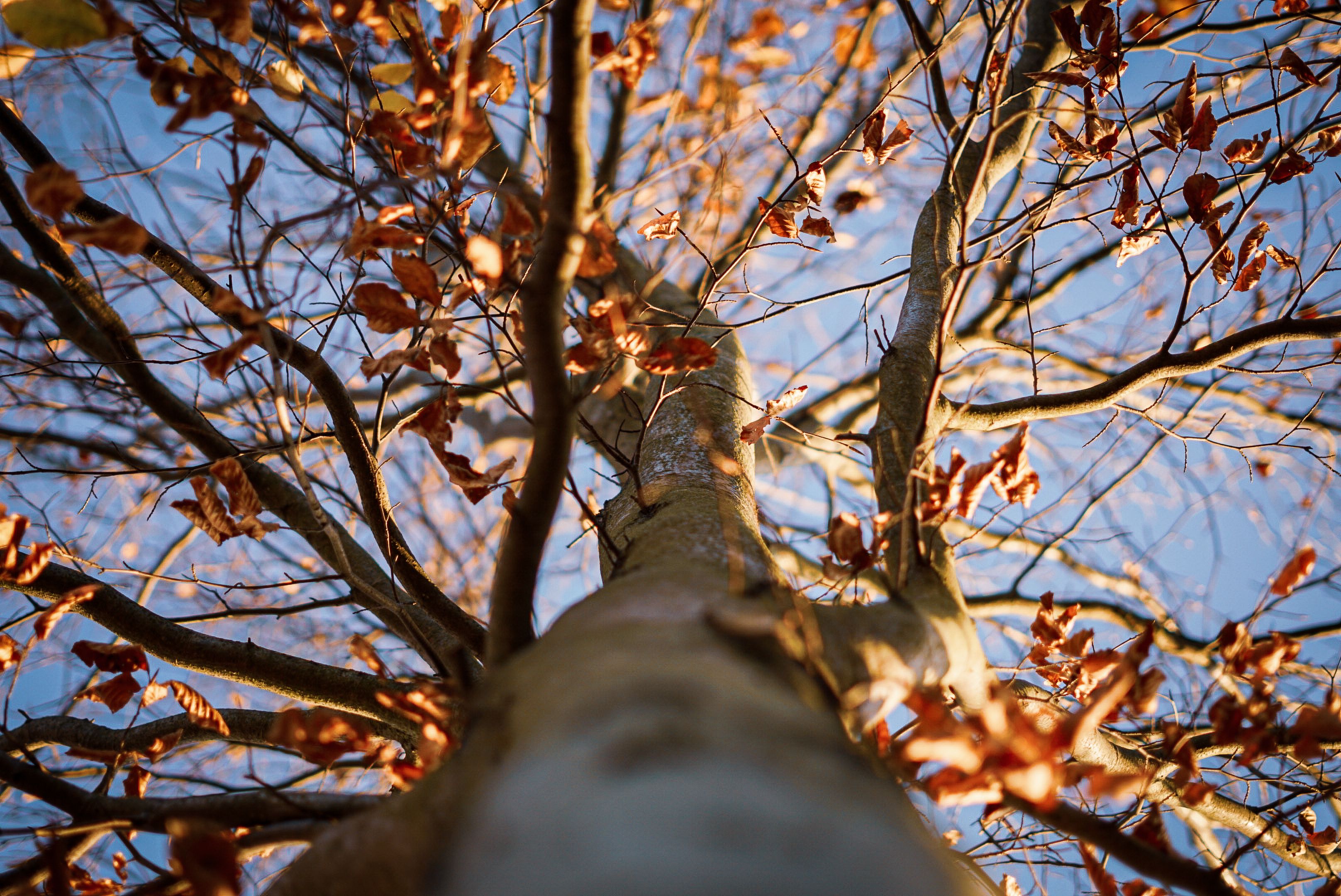 Tree in Autumn · Free Stock Photo