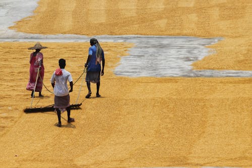 Woman and Men Working on Field