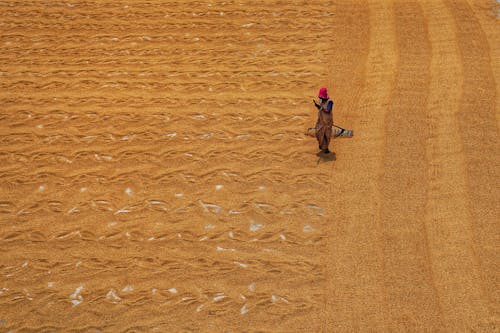 Foto d'estoc gratuïta de agricultura, assecat de l arròs, camp