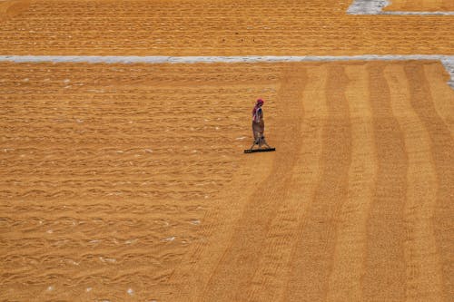 Fotos de stock gratuitas de agricultor, agricultura, amarillo