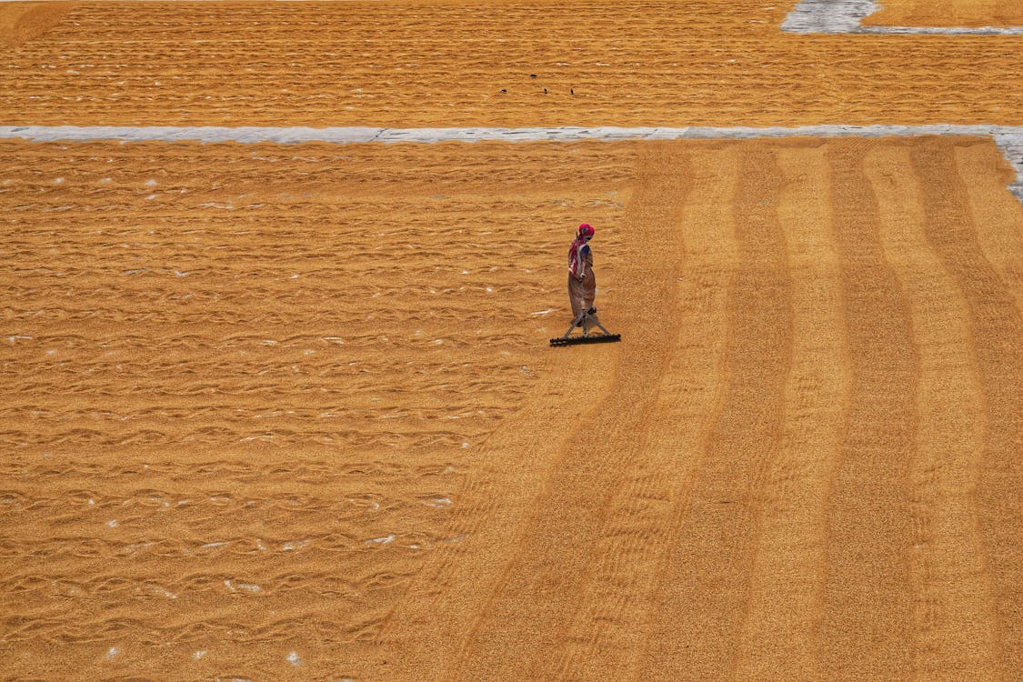 Foto d'estoc gratuïta de agricultor, agricultura, arada