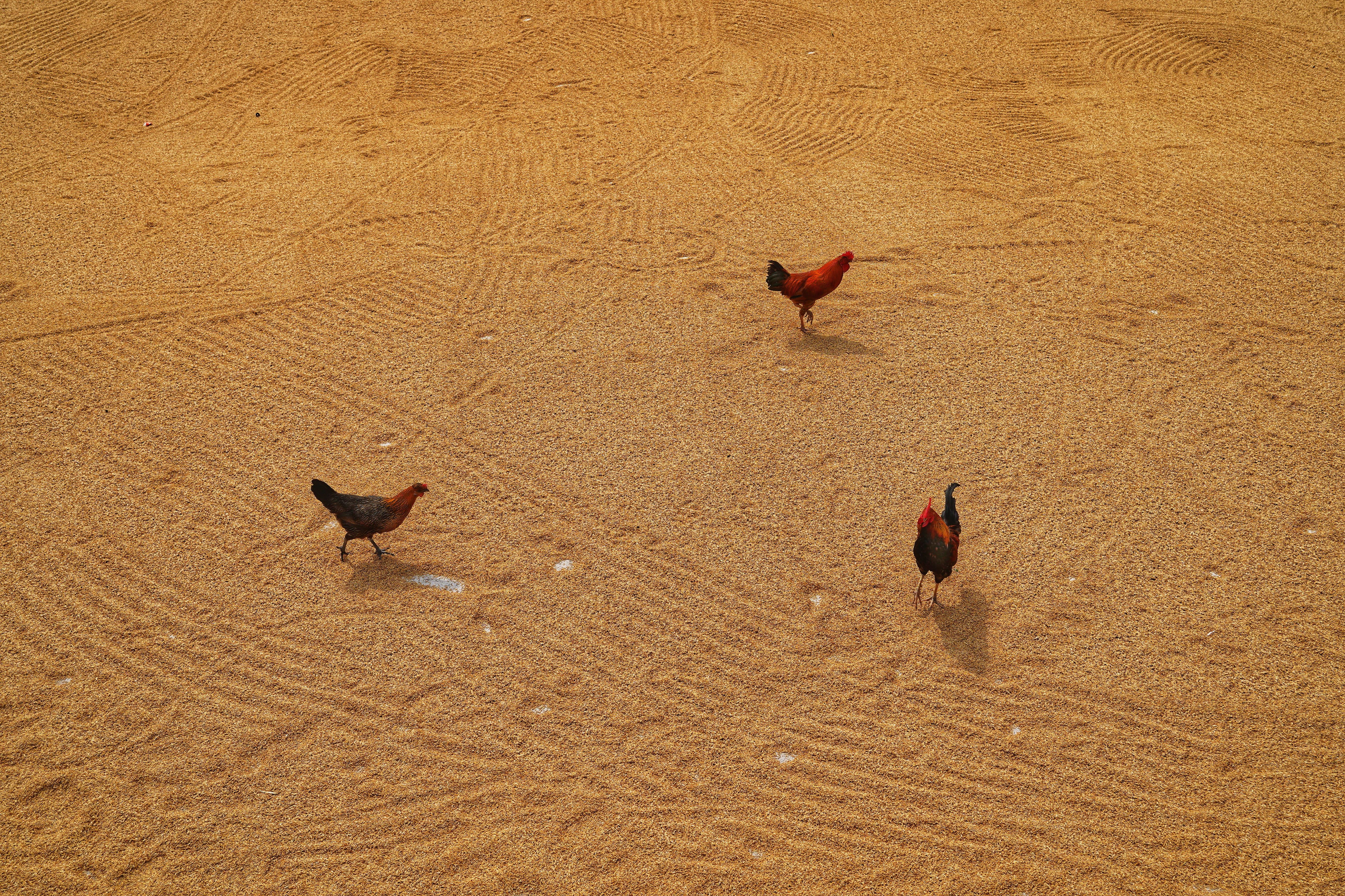 Three chickens walking on a spread of grains in an outdoor rural environment.