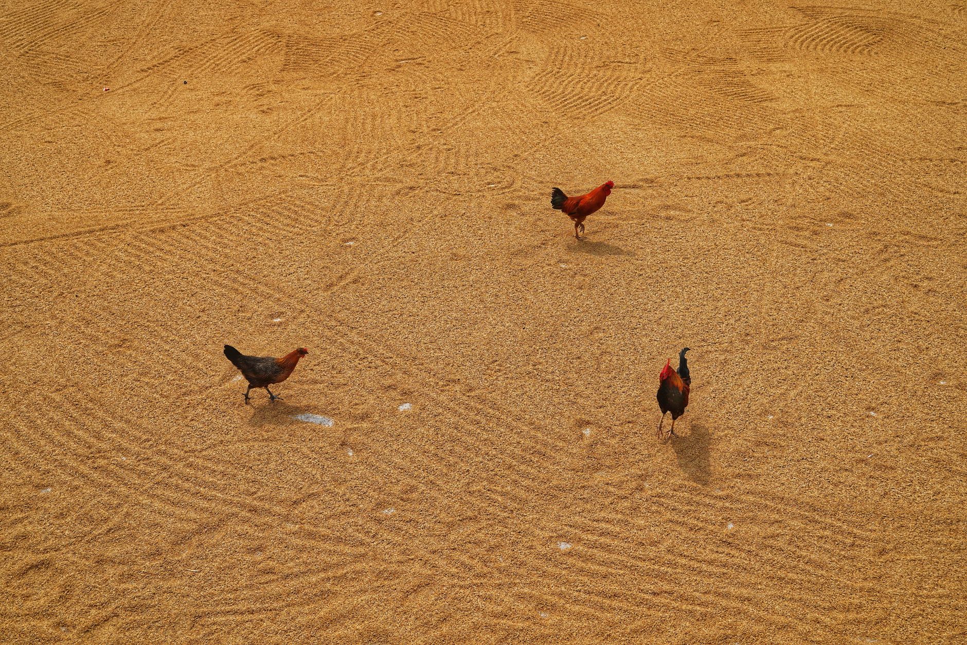 Three chickens walking on a spread of grains in an outdoor rural environment.