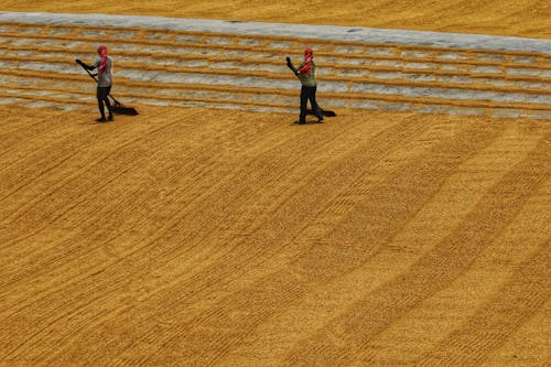 Men Drying Grain