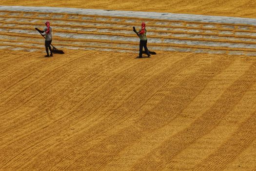 Two workers raking rice grains in an open field, drying under the sun.