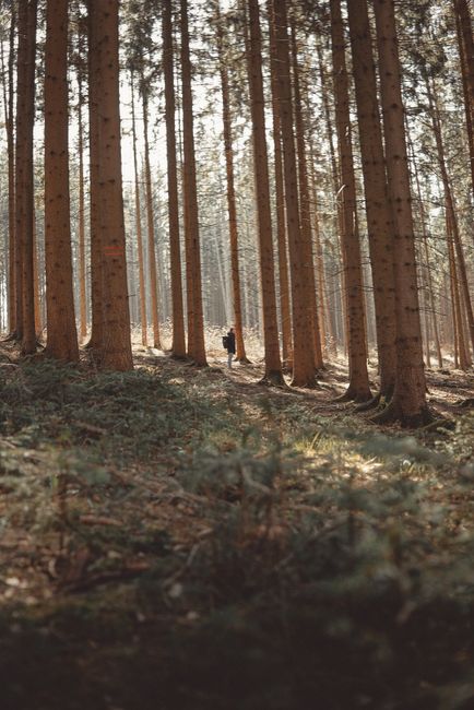 A serene forest scene in Germany with sunlight streaming through the trees and a lone person walking.