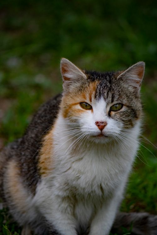 Free A detailed close-up of a calico cat sitting on grass, ideal for pet enthusiasts. Stock Photo