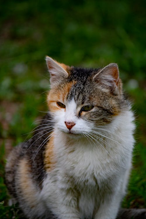 Δωρεάν στοκ φωτογραφιών με calico cat, γατάκι, γλυκούλι