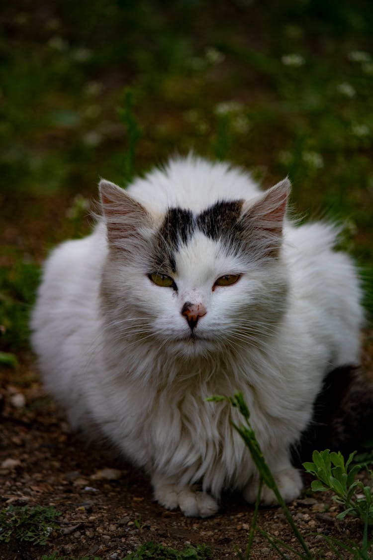 Close Up Of Cat On Ground