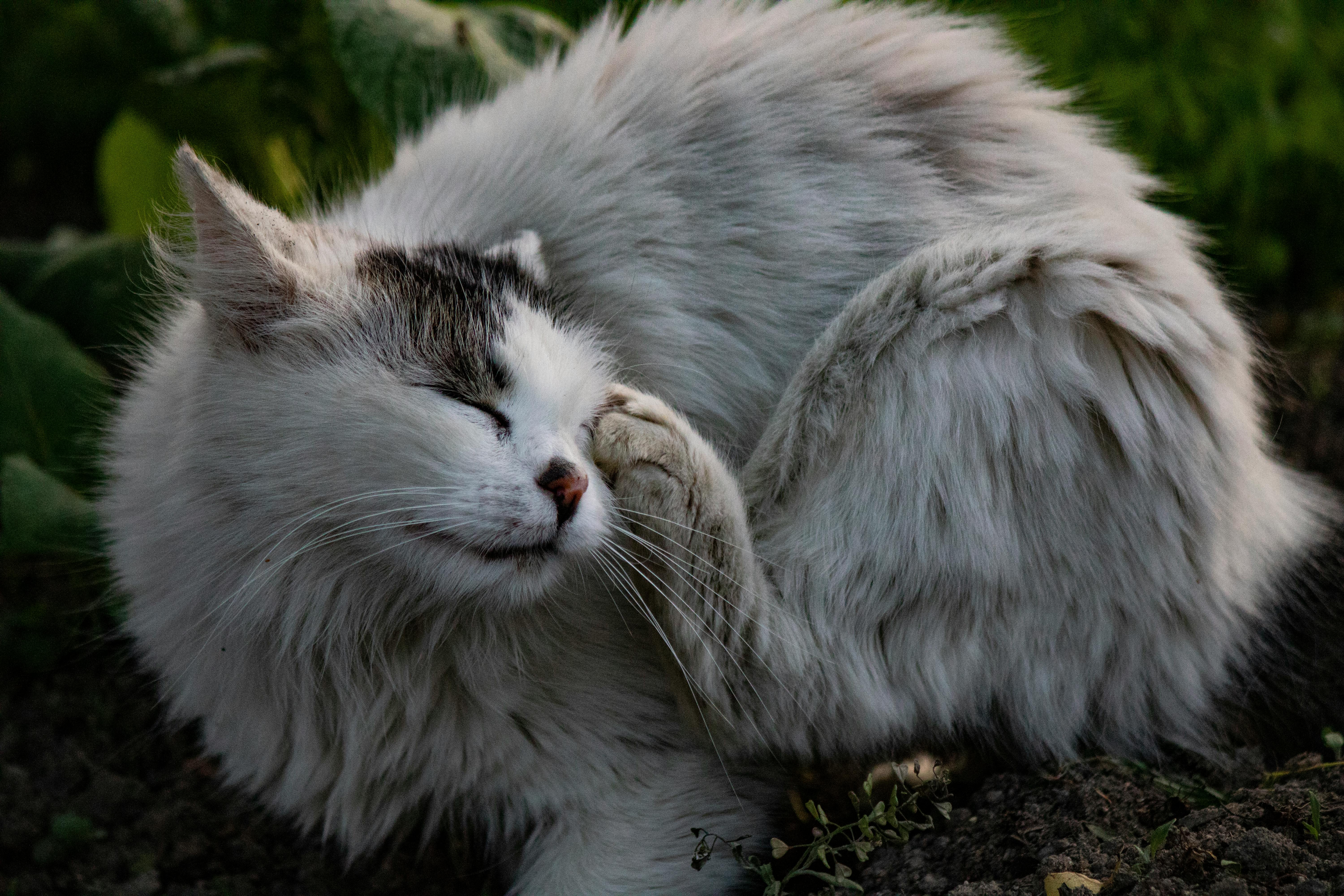 Adorable fluffy white cat enjoying a peaceful moment outdoors, eyes closed gently.