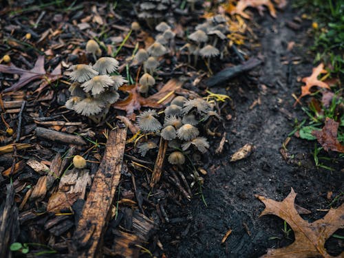 Close up of Mushrooms on Ground