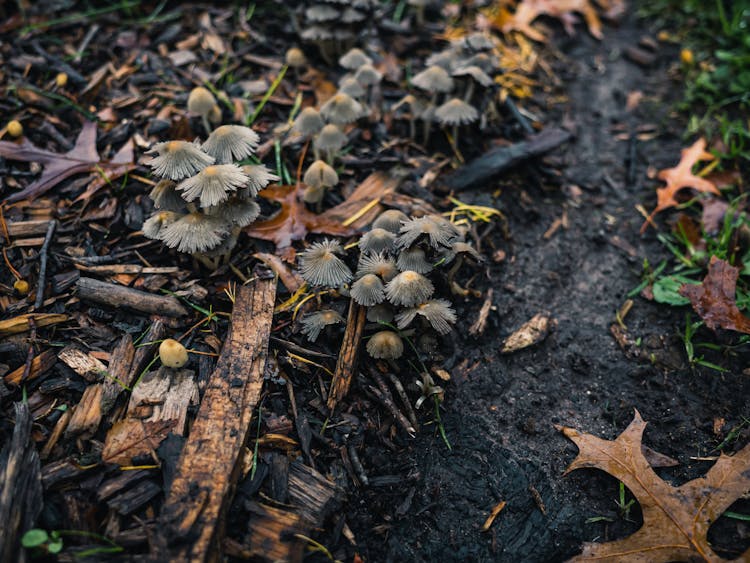 Close Up Of Mushrooms On Ground