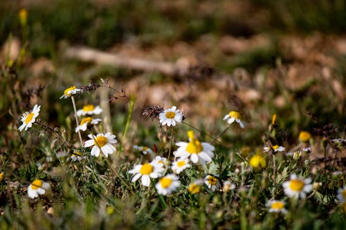 Kostnadsfri bild av blomning, gräs, kamomill