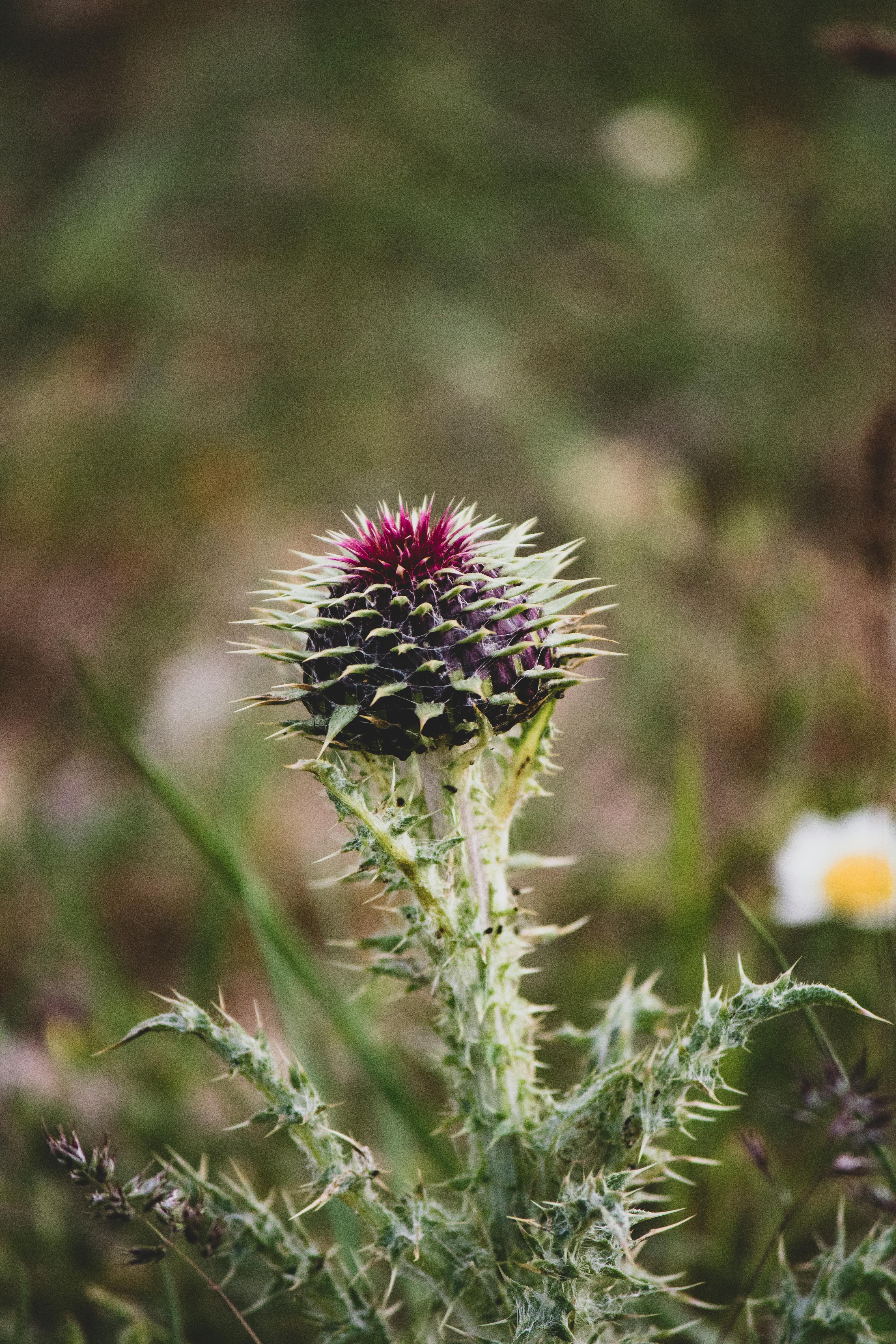 milk thistle