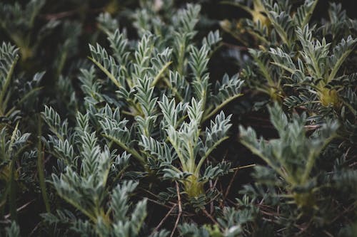 Close up of Green Leaves