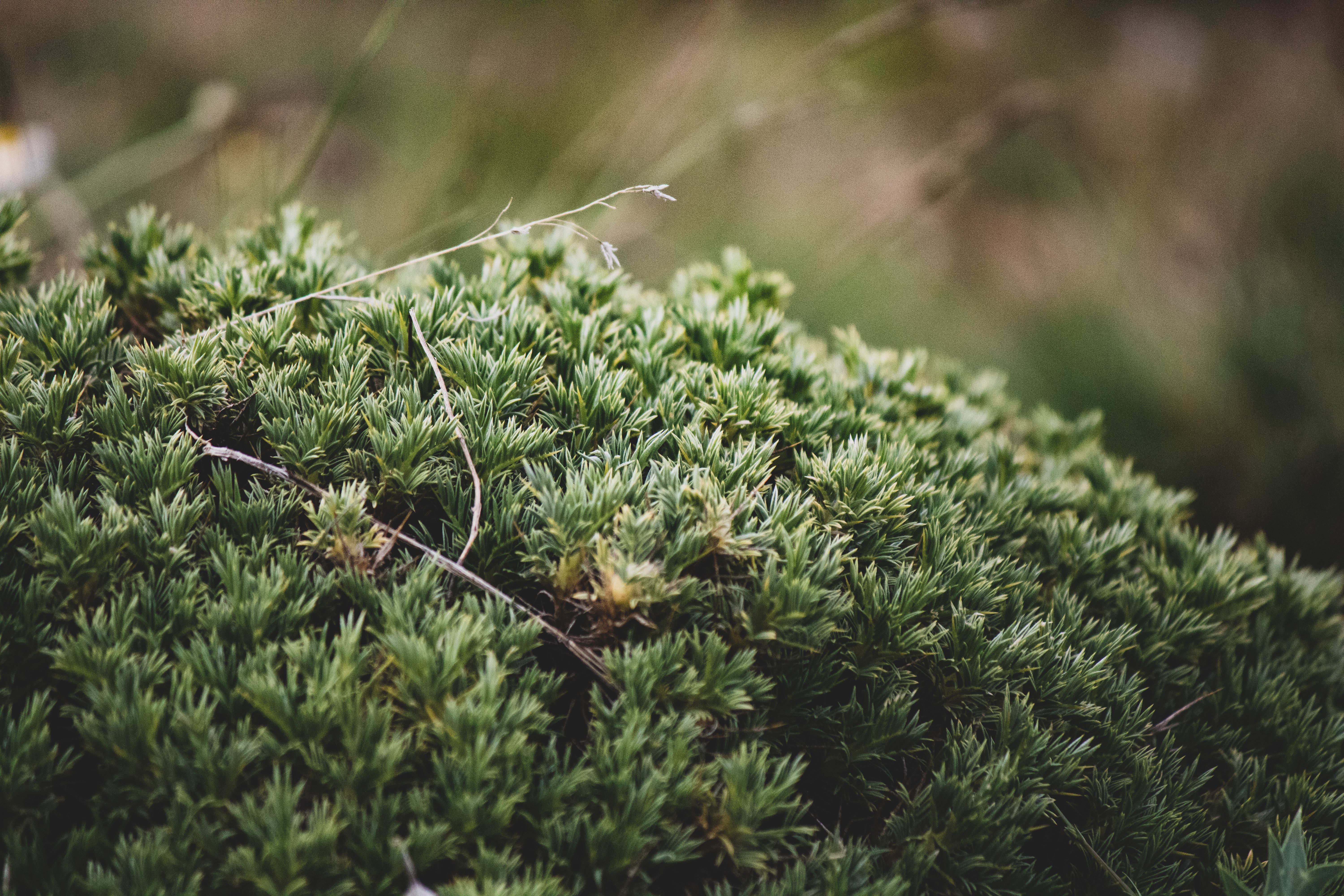 Fotomural Imagen detallada de un vibrante follaje de musgo verde con textura y profundidad, perfecta para temas de naturaleza.