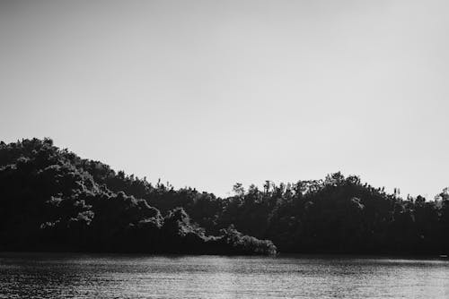 Free stock photo of afternoon, black and white, bnw