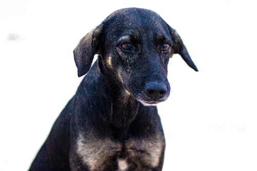 Portrait of Black Dog on White Ba