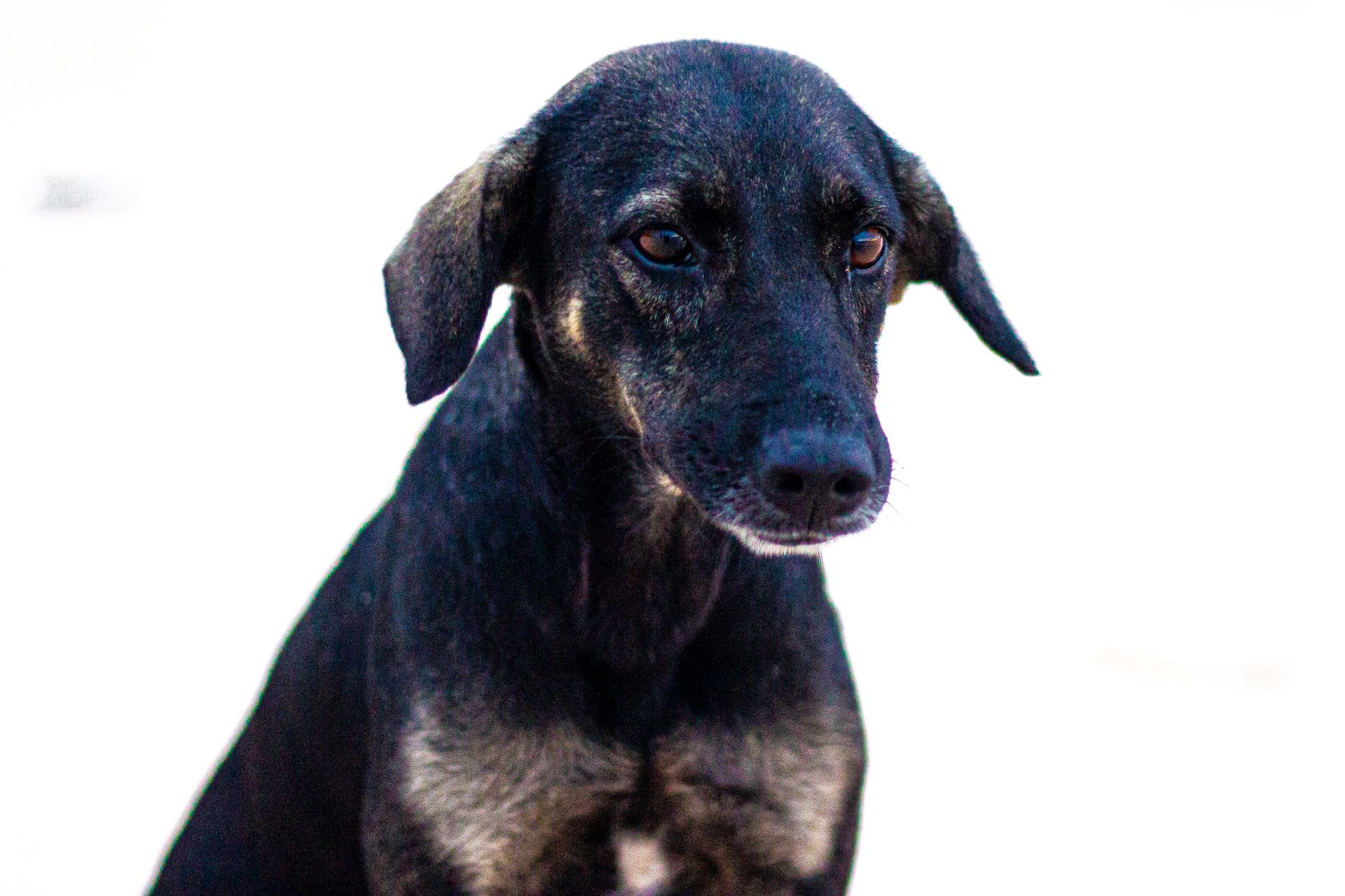 A dog undergoing diagnostic blood testing at a veterinary clinic