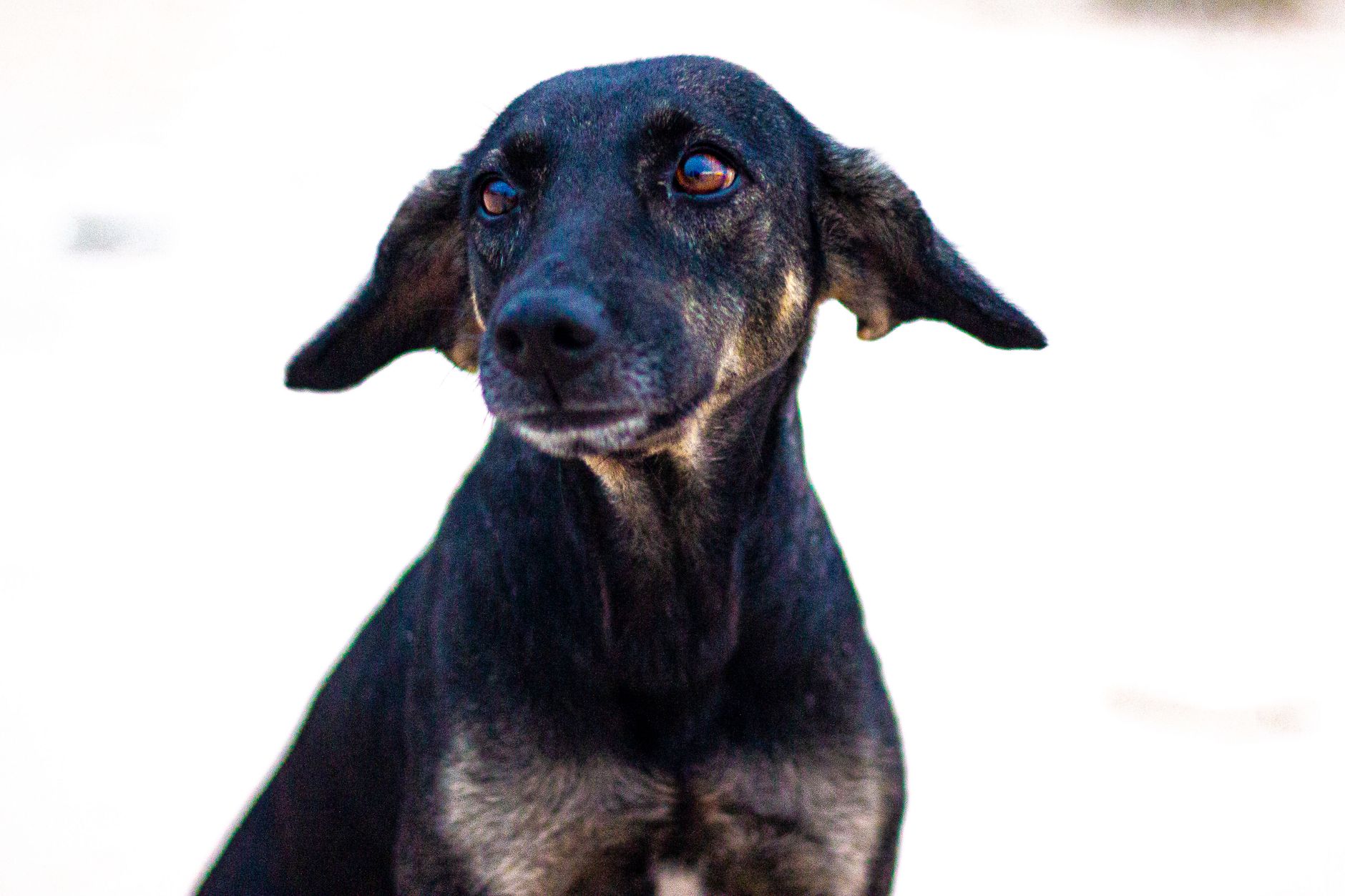 Healthcare and wellness consultation for a dog