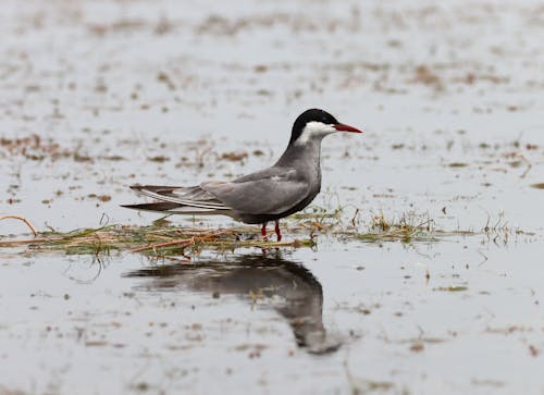 Terns Bird in a Lake 