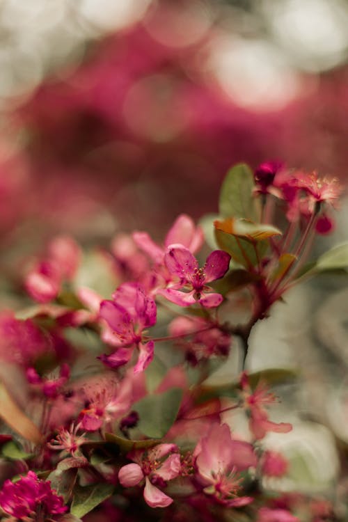 คลังภาพถ่ายฟรี ของ กลีบดอก, ดอกไม้, ธรรมชาติ