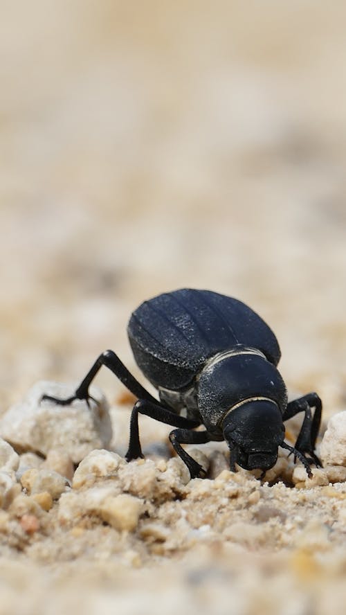 Close-up on Black Beetle Walking on Sand