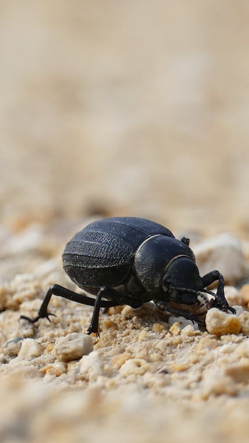 Close-up on Black Beetle on Sand