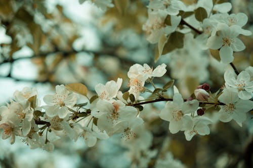 Foto stok gratis apel, bunga-bunga, musim semi